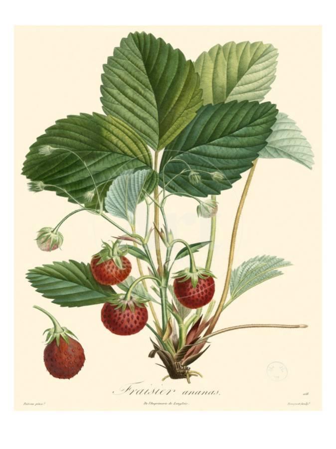 strawberry stories #1